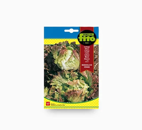 Lettuce Summer Marvel – Fito