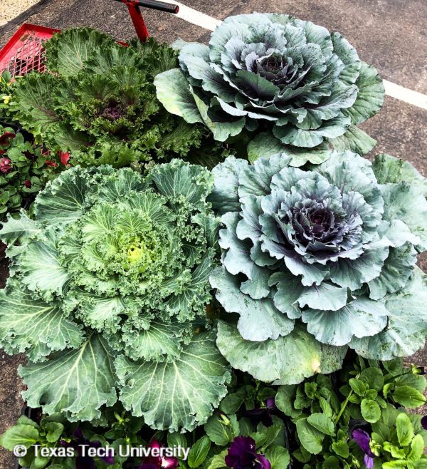 Ornamental Kale “Brassica oleracea”