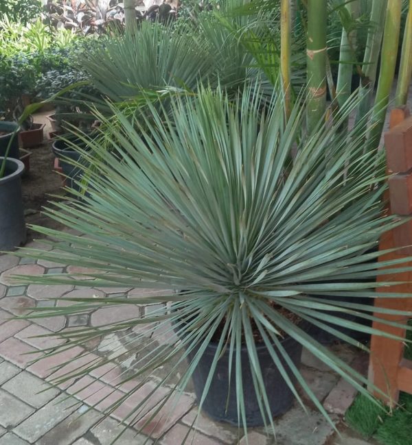 Yucca Rostrata