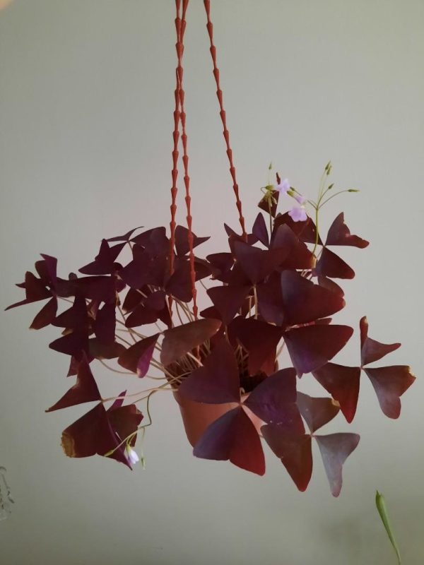 Oxalis Triangularis “Love Plant” (Purple Shamrock) Hanging