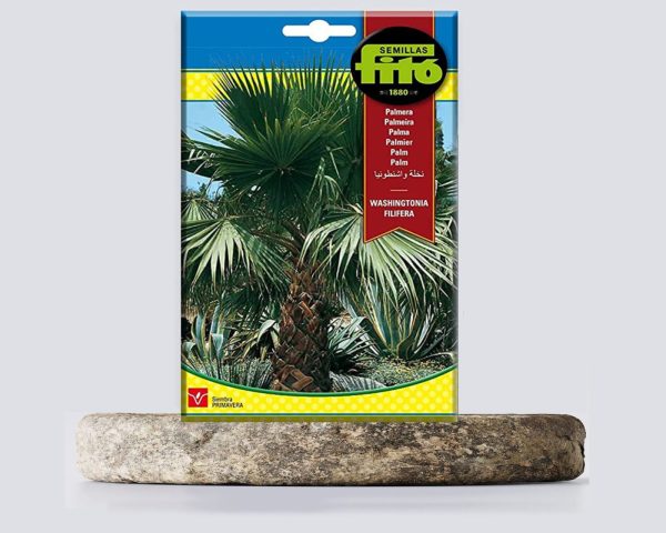 Washingtonia filifera seeds