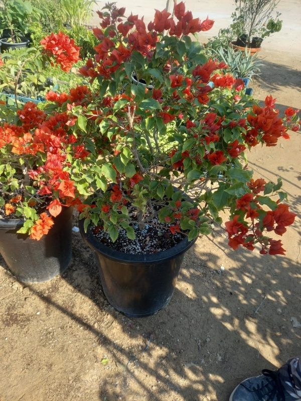 Bougainvillea Red