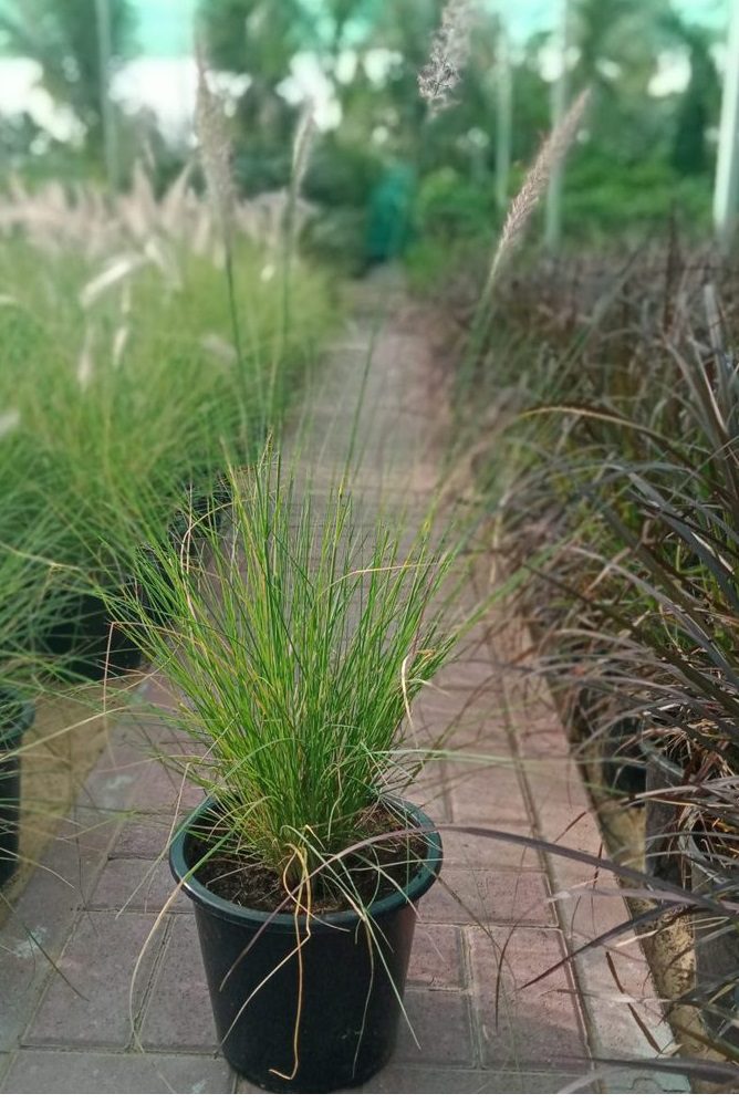 Pennisetum Grass - Image 3