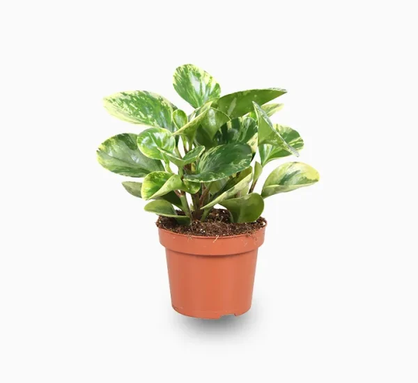 Peperomia marble or Variegated Peperomia