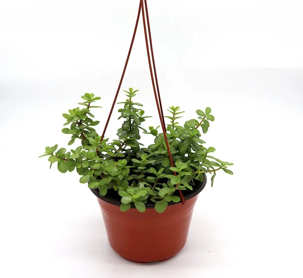Portulacaria afra Hanging “Elephant Bush”