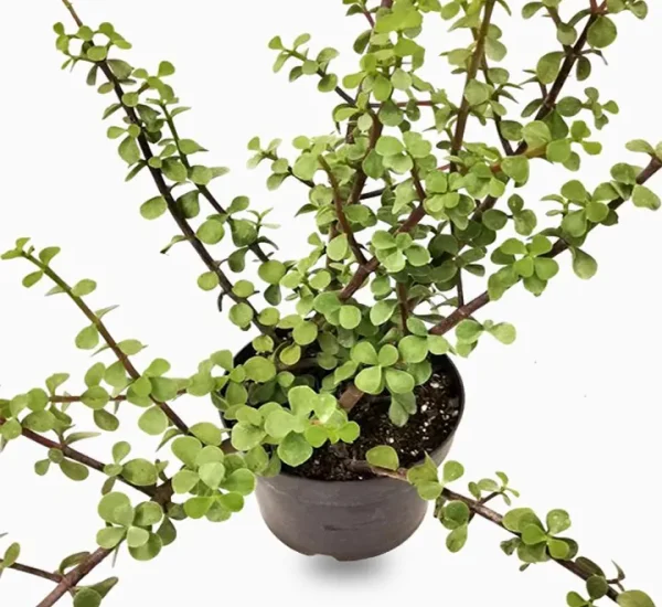 Portulacaria afra “Elephant Bush”