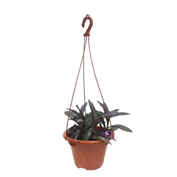 Setcreasea purpurea Hanging
