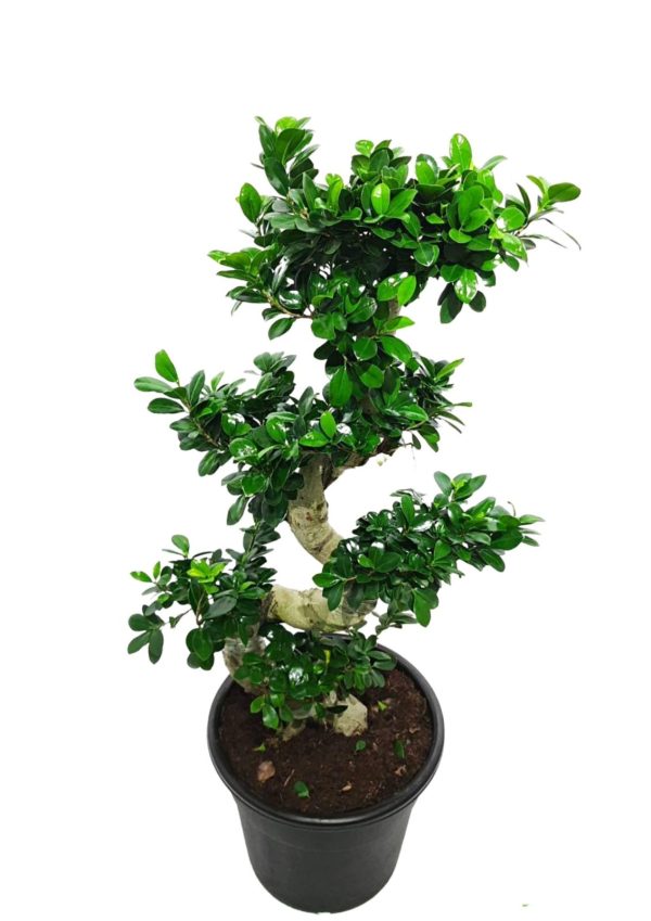 Ficus Bonsai S Shape