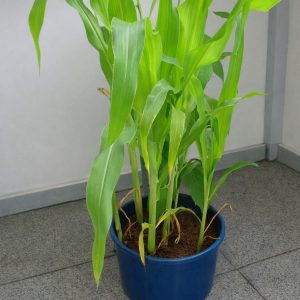 Maize  Plant