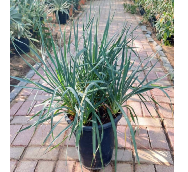 Spanish Dagger “Yucca Gloriosa”