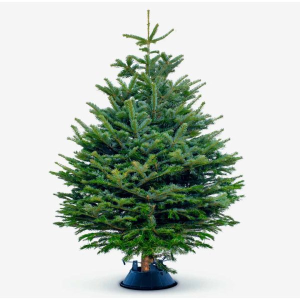 Christmas Tree (Normal)