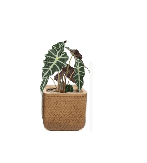 Alocasia Polly (Potted plant +20 pots option) - Image 13