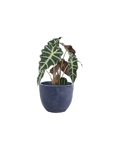 Alocasia Polly (Potted plant +20 pots option) - Image 14