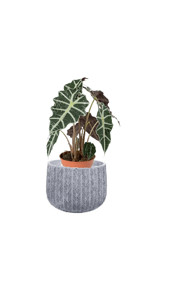 Alocasia Polly (Potted plant +20 pots option) - Image 20