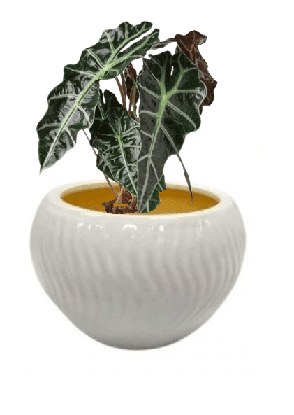 Alocasia Polly (Potted plant +20 pots option) - Image 6