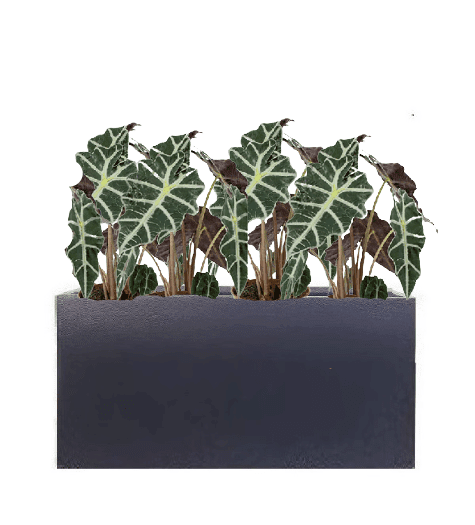 Alocasia Polly (Potted plant +20 pots option) - Image 21