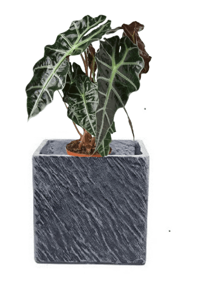 Alocasia Polly (Potted plant +20 pots option) - Image 9