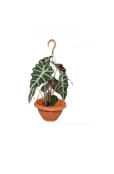 Alocasia Polly (Potted plant +20 pots option) - Image 15