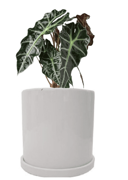 Alocasia Polly (Potted plant +20 pots option) - Image 3