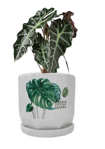 Alocasia Polly (Potted plant +20 pots option) - Image 5