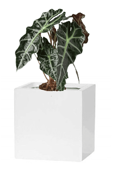 Alocasia Polly (Potted plant +20 pots option)