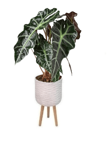Alocasia Polly (Potted plant +20 pots option) - Image 2
