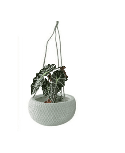 Alocasia Polly (Potted plant +20 pots option) - Image 11