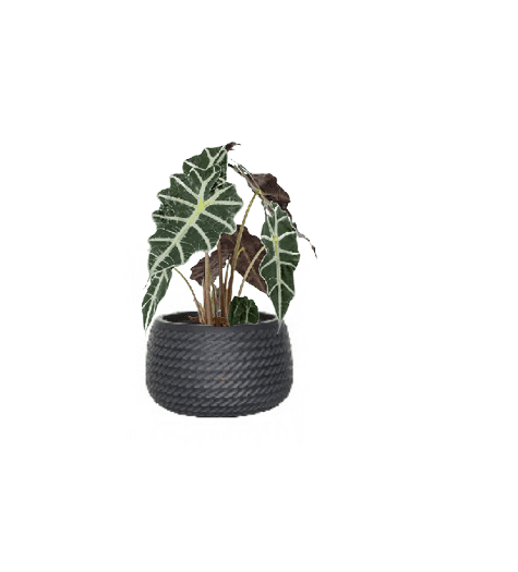 Alocasia Polly (Potted plant +20 pots option) - Image 12