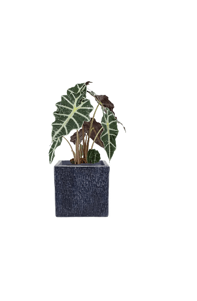 Alocasia Polly (Potted plant +20 pots option) - Image 18