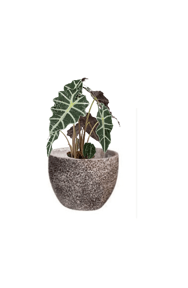 Alocasia Polly (Potted plant +20 pots option) - Image 17