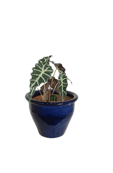 Alocasia Polly (Potted plant +20 pots option) - Image 16
