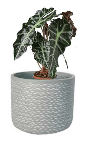 Alocasia Polly (Potted plant +20 pots option) - Image 7
