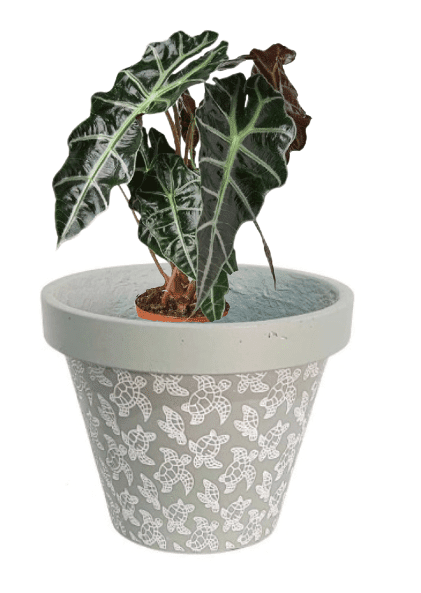 Alocasia Polly (Potted plant +20 pots option) - Image 8