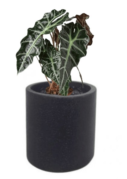 Alocasia Polly (Potted plant +20 pots option) - Image 4