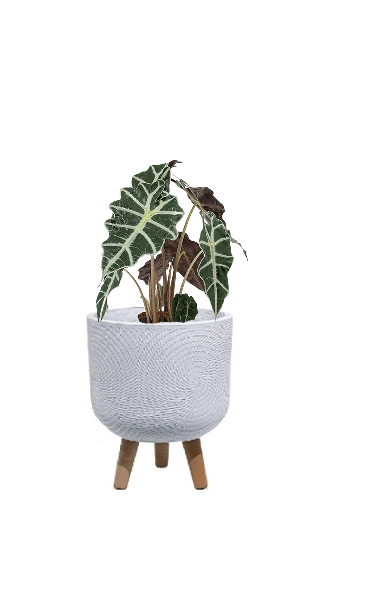 Alocasia Polly (Potted plant +20 pots option) - Image 19