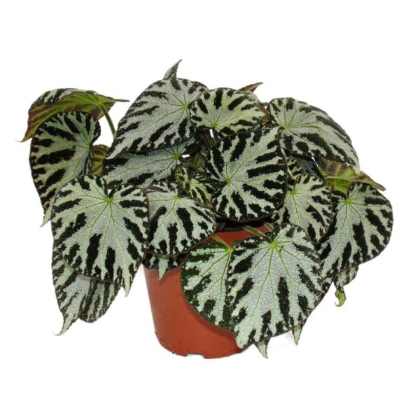 Leaf begonia "Silver Jewel" - royal begonia - leaf jewelry begonia