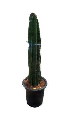 Cactus three stame