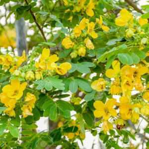 Cassia surattensis “Scrambled Egg Plant”