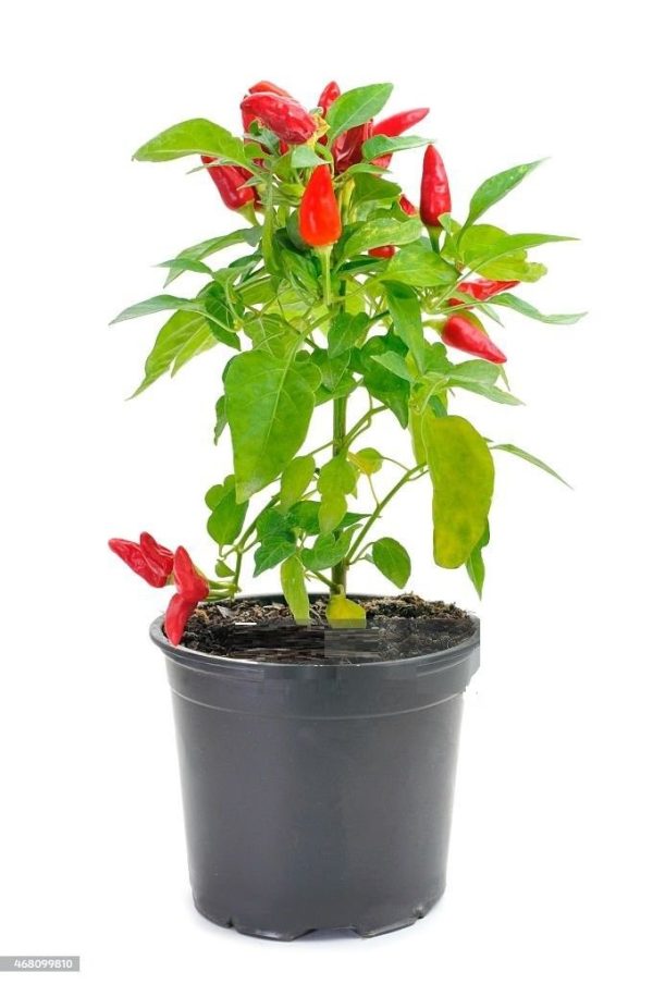 Chili Plant