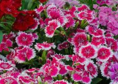 Dianthus Caryophyllus “Carnation or Clove Pink”