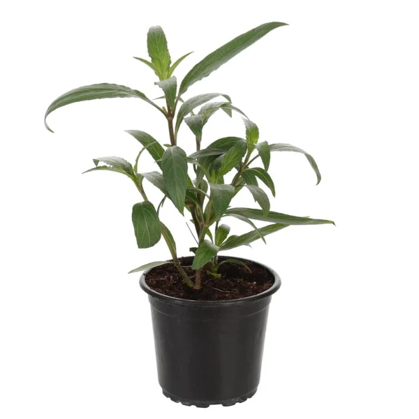 Ruellia Cilisoa white