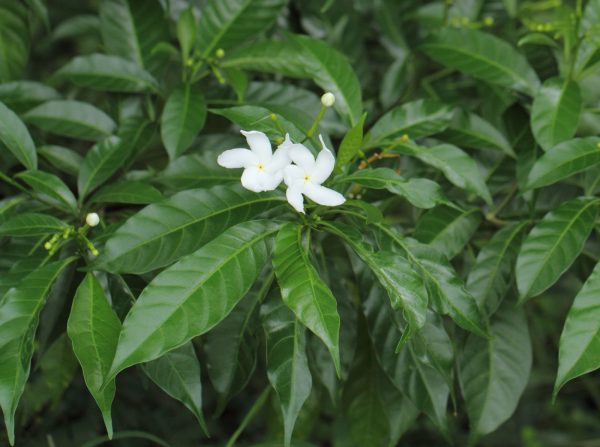 Tabernaemontana divaricata