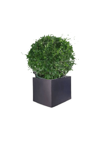 Ehretia Ball with pot (+20 Pot Option) - Image 2