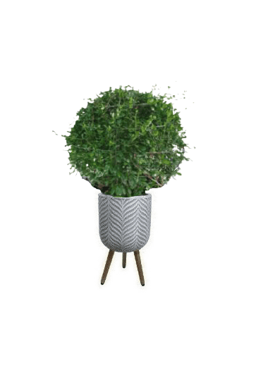 Ehretia Ball with pot (+20 Pot Option) - Image 14