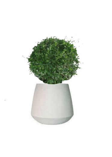 Ehretia Ball with pot (+20 Pot Option) - Image 13