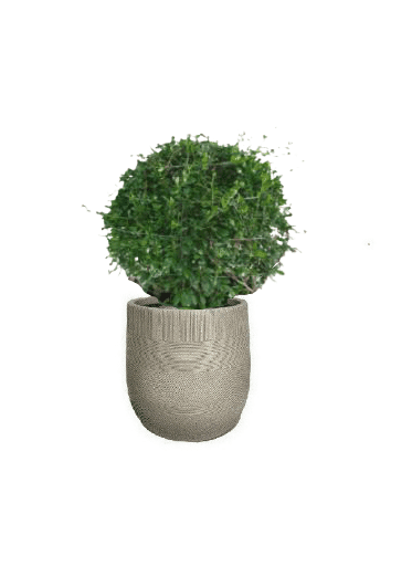 Ehretia Ball with pot (+20 Pot Option) - Image 12