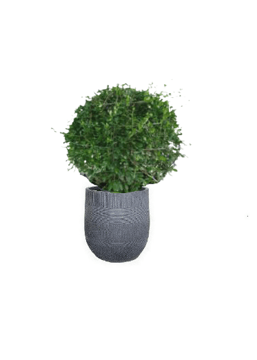 Ehretia Ball with pot (+20 Pot Option) - Image 11