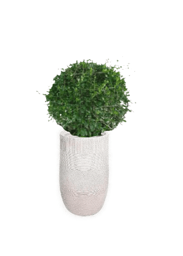 Ehretia Ball with pot (+20 Pot Option) - Image 10