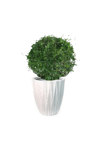 Ehretia Ball with pot (+20 Pot Option) - Image 9