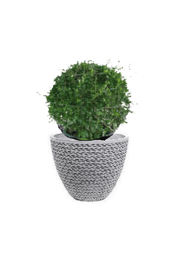 Ehretia Ball with pot (+20 Pot Option) - Image 7